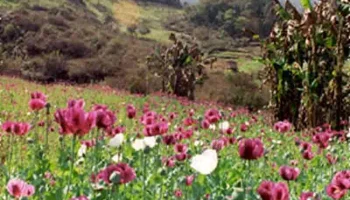 Myanmar comes second only to Afghanistan when it comes to opium production. Photo: Collected